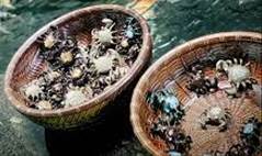 HAI CHIẾC GIỎ CUA --- Một câu chuyện ngụ ngôn kinh điển kể ...